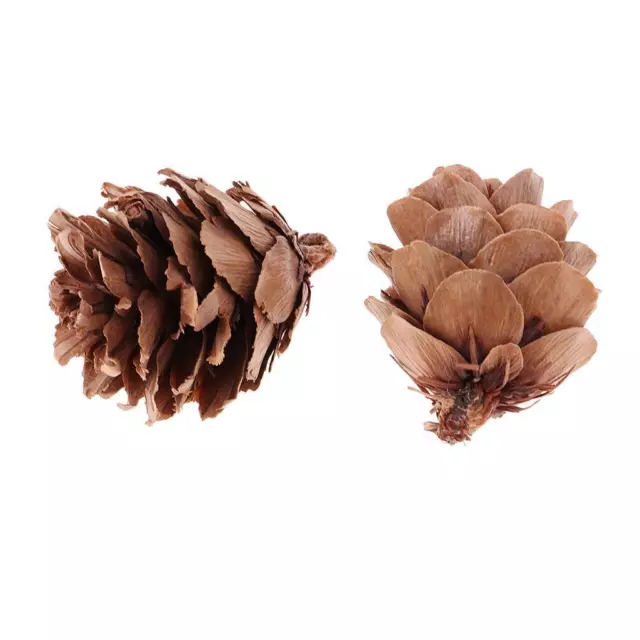 30Pcs Natural Dried Pine Cones Wedding Home DIY Craft Christmas Tree