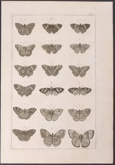 Seba - Butterflies. 10-4, 1765 Curiosities Original Folio Engraving