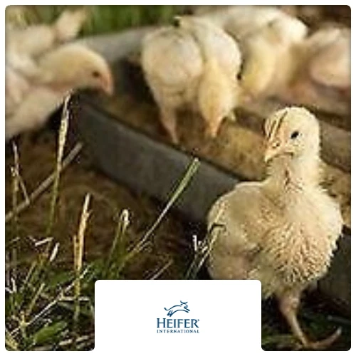 $20 Charitable Donation For: FLOCK OF CHICKS