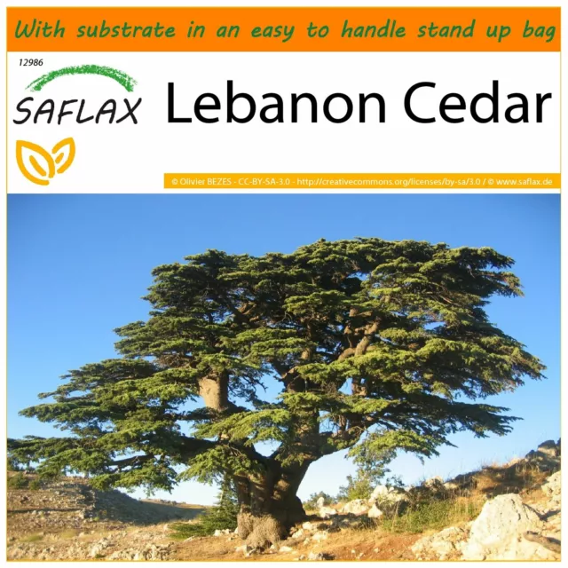 SAFLAX Garden in the Bag - Lebanon Cedar - 20 seeds - Cedrus