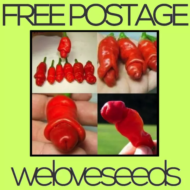 LOCAL AUSSIE STOCK - Rare Willy Penis Chilli, Peter Pepper Seeds ~10x FREE SHIP