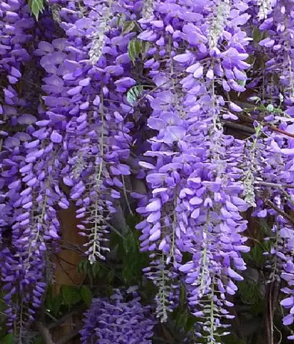 Wisteria sinensis glicina   semillas seeds apto para bonsai  jardín  trepadora