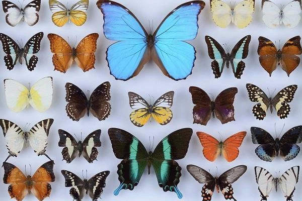 Wooden Jigsaw Puzzles For Adults - Butterfly Collection (77 Pieces) Mini Puzzle