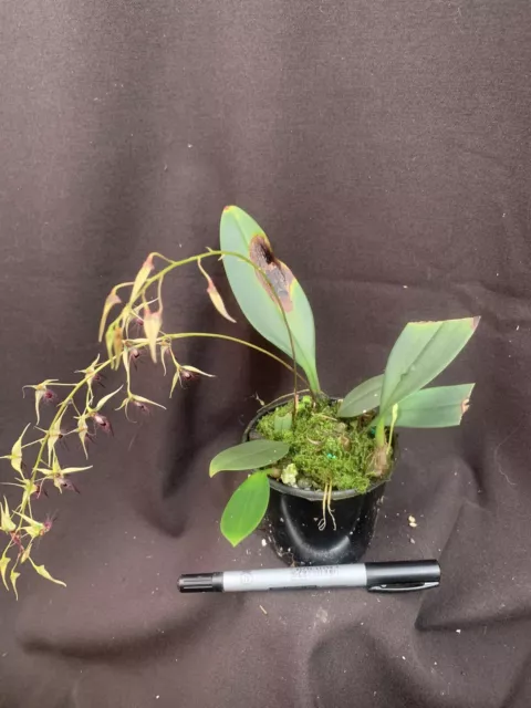 Species Orchid - Bulbophyllum jolandae 2