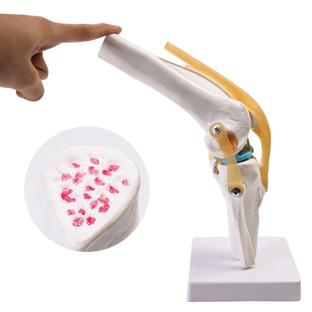 1:1 Lifesize Human Knee Joint Anatomy Model Medical Science Teaching Resources Dropshipping
