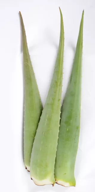 HOJA BIO ALOE VERA Barbadensis Miller HOJA CERTIFICADO 80 cm LARGO 800 g FRESCO 3