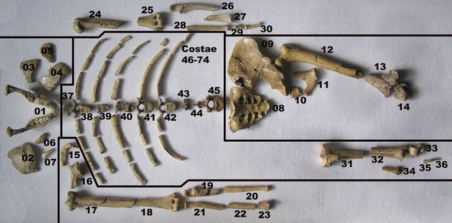 LUCY = AUSTRALOPITHECUS afarensis - Replica of complete find £713.97 ...