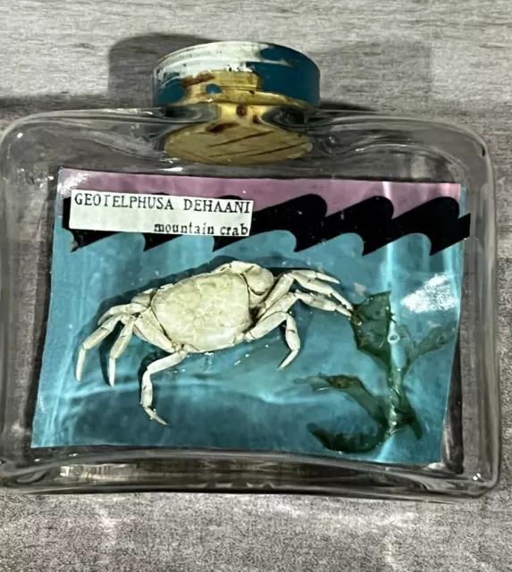 Geothelphusa Dehaani Mountain Crab in Glass Jar (display) FREE Shipping