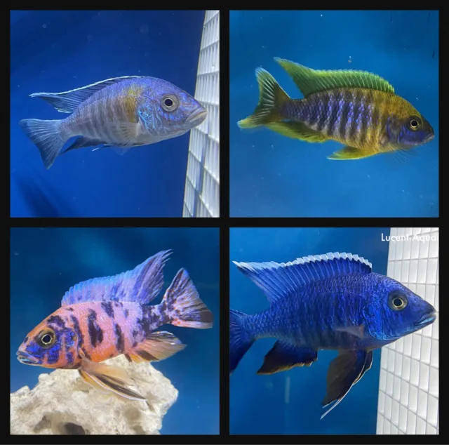 (Lot Of 8) 1-2” Assorted Juvenile Peacock African Cichlid