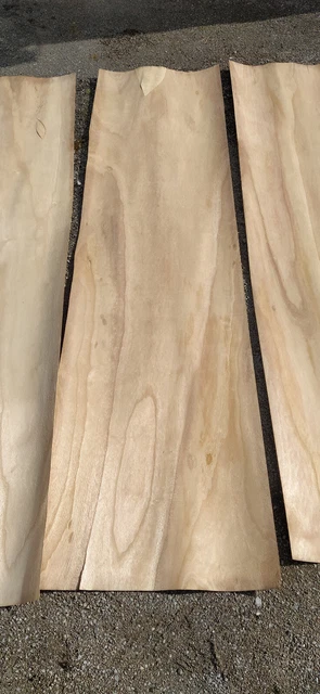 Impiallacciatura Paulownia 250 cm X 63 cm/spessore 1,2 mm/5 pezzi per confezione