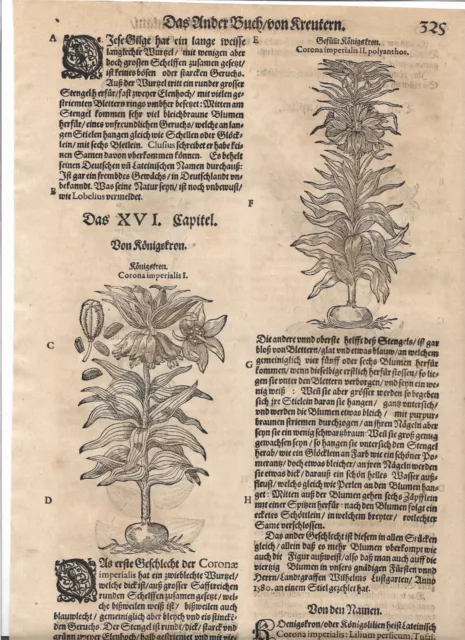 5 text woodcuts J. Tabernaemontanus royal crown Corona 1664