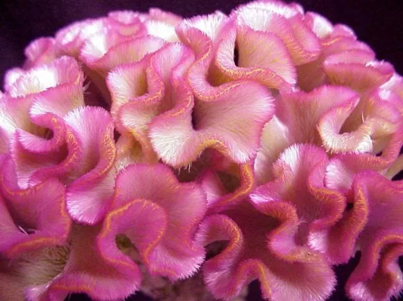 30 + Rose Farbig Cockscomb / Celosia Blumensamen