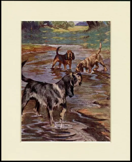 Otterhound Dogs At Work Lovely Dog Print Mounted Ready To Frame