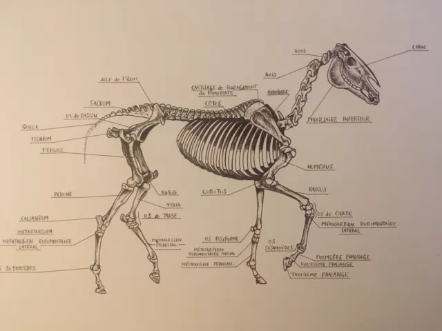 Großartige Groß Zeichnung Anatomie Pferd Tinte Circa 1970 Top Zustand