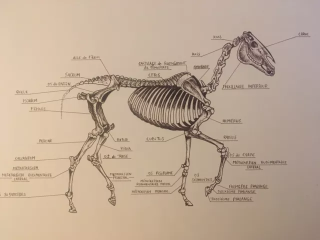 Superbe Grand Dessin Anatomique Anatomie Cheval  encre Circa 1970 Parfait État