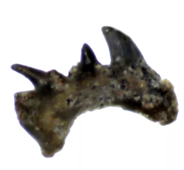 Rare Silurian Gnathostomes fossil fish tooth.