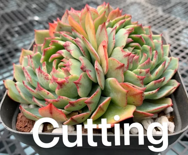 Succulent CUTTING - Echeveria El Encino sp. x Minima