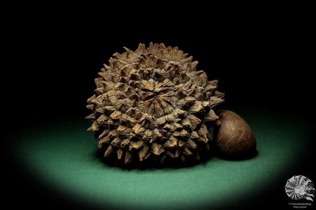 Phytelephas macrocarpa Sudamérica palma reciente frutos secos fruta seca decoración