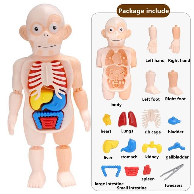 Bambola Peluche Anatomia Umana Con Organi Rimovibili - 49 Cm - Giocattolo Educativo Per Bambini - Impara Il Corpo