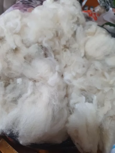1.800kg Merino Suffolk Fine WHITE Raw Wool Fleece Spinning Felting Crafts