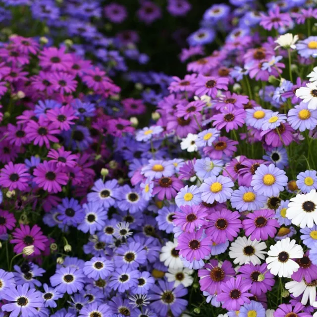 Austr. GÄNSEBLÜMCHEN MIX 200+ Samen BRACHYSCOME IBERIDIFOLIA seeds BAUERNGARTEN