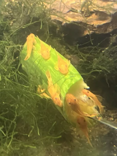 SUPER RED BRISTLENOSE PLECO 1.7 5 - 2 Iinches