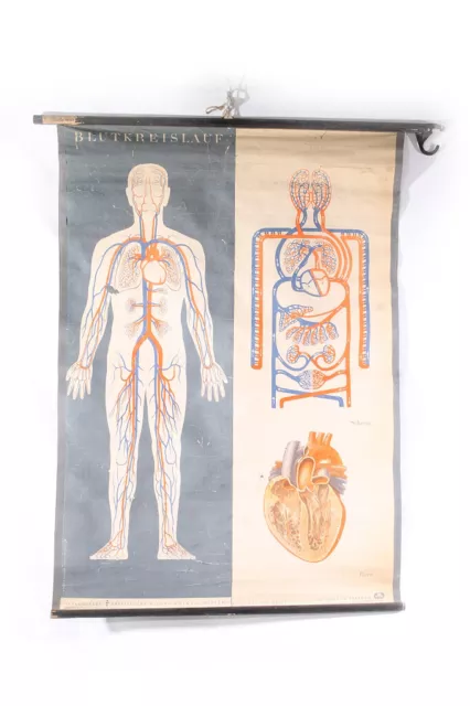 Wall Chart Roll Chart Circulation Anatomy Man Biology Vintage