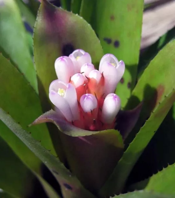 BROMELIAD Aechmea Vinzant's BLUETOOTH Clustering Compact Grower! Young Plant!