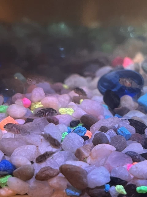 Baby Cichlid live fish For Sale 5