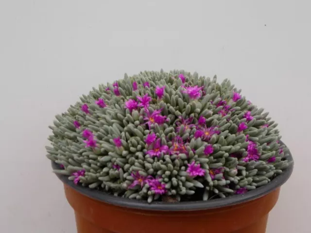 Delosperma sphalmanthoides 8 cms aprox Planta joven Suculenta de colección