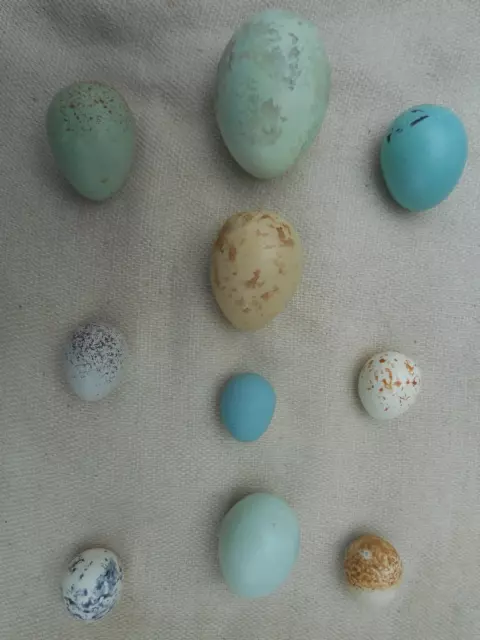 Replica  Birds Eggs   GARDEN BIRDS  10  EGGS