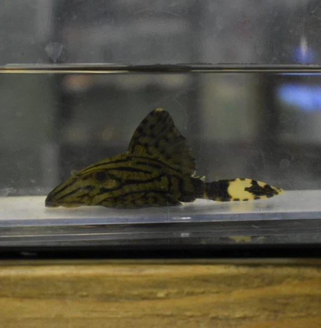 Live Royal Panaque Pleco L191 (1.5-2" Freshwater Aquarium Fish) PLS READ DESCR 8