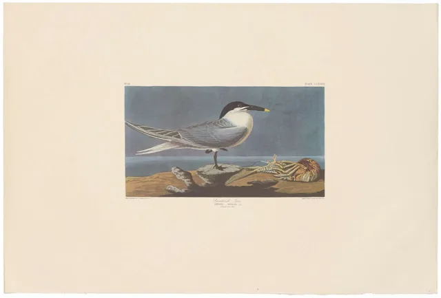 Audubon Amsterdam Ed Double Elephant Folio lithograph Pl 279 Sandwich Tern