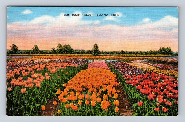 Holland MI-Michigan, Nelis Tulip Fields, Antique, Vintage Postcard