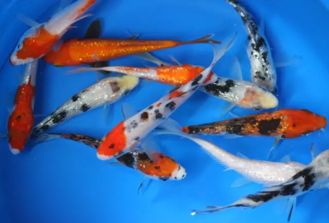 5 pack of 3 inch Standard fin Koi Live for fish tank, koi pond or aquarium
