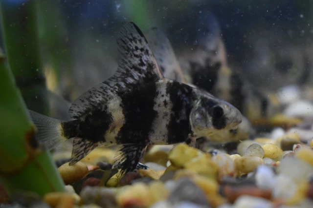 Live Hi-Fin Banded Shrk (3-3.5" Rare Algae Eater Sucker Fish) *PLS READ DESCR* 8
