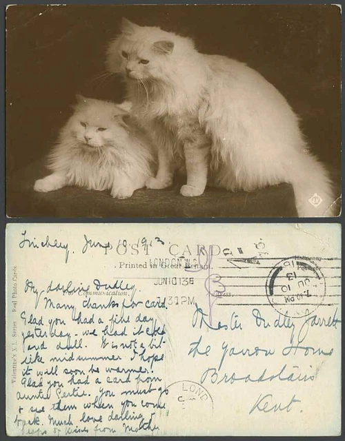 2 schöne Perserkatzen Kätzchen Haustiere Katze Kätzchen, Tiere 1913 alte R.P. AK