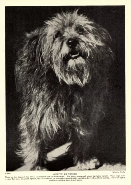 1930s Antique BASSET GRIFFON de VENDEEN Dog Print  3283-L