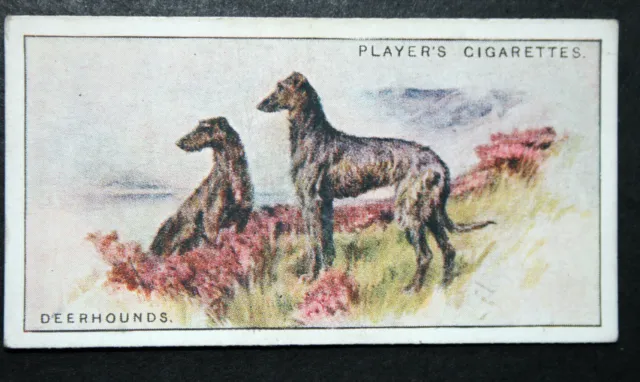 SCOTTISH DEERHOUND   Original 1920's Vintage Card  OC11