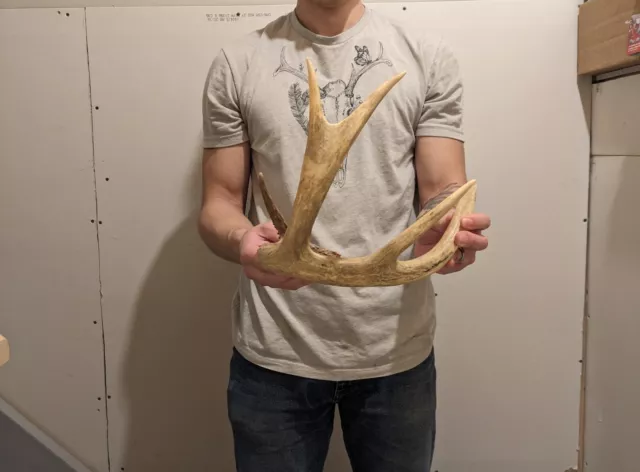 Large Whitetail Deer Antler Shed Split G2