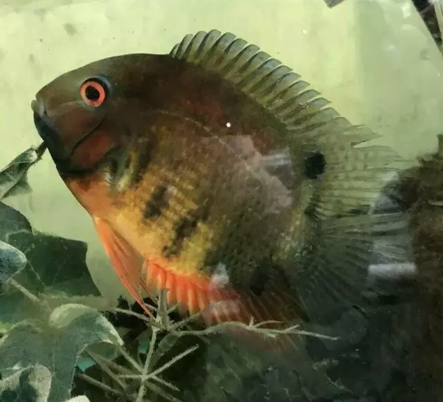 Rainbow Severum Cichlid 1.5" Unsexed