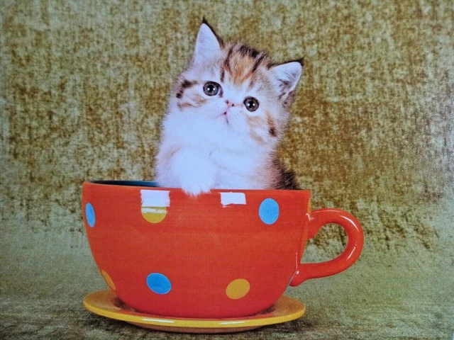 Gatito/Gato en una taza de té mascotas lona impresión de imágenes arte en pared (40x30 cm)