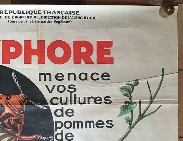 AFFICHE PUB : "Le Doryphore menace vos cultures de pommes de terre" 1940-50 3