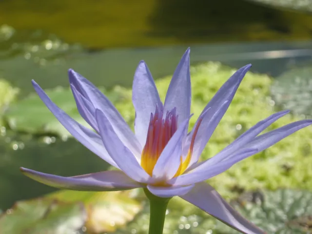 Blaue Seerose / Blauer Lotus vom Nil (Nymphaea caerulea)  20 Samen 2