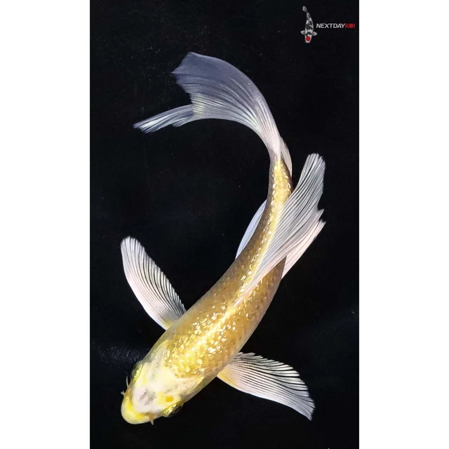 4.5" GIN RIN YAMABUKI OGON Butterfly Koi live fish nextdaykoi NDK