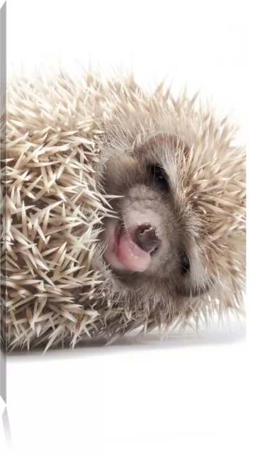 Piccolo Grazioso Porcospino Bebé Foto Tela Decorazione Parete Stampa Artistica