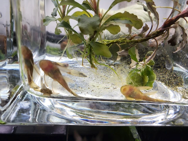 Tank Bred LONGFIN GREEN DRAGON Bristlenose Pleco 1-1/2+ inch 3