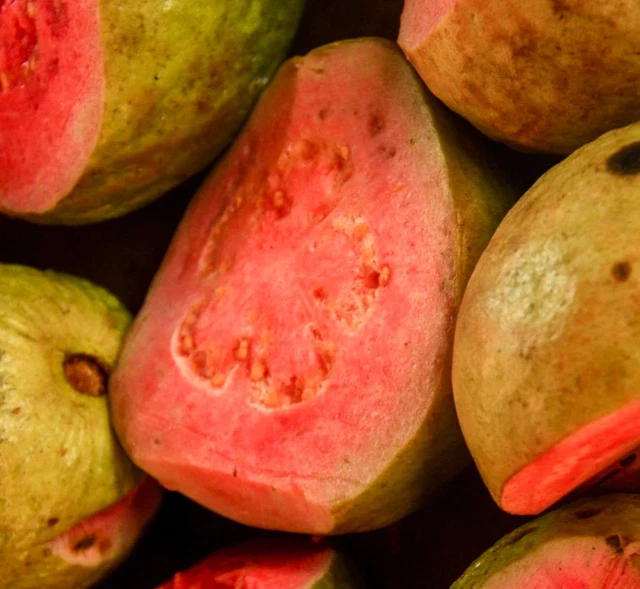 PSIDIUM GUAJAVA CV TOKI (green skin, red flesh, pear shape) 100130cm