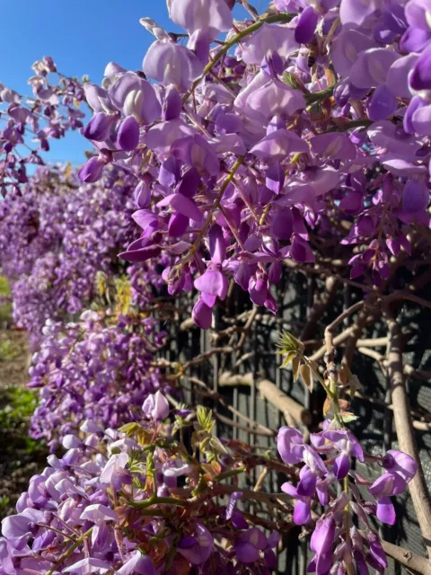 10 semi di glicine viola, Wisteria brachybotry 'Iko yama fuji' - Rarità