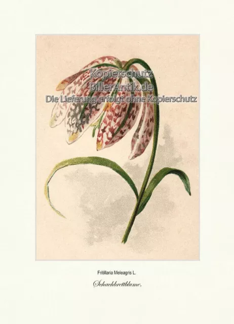 Schachbrettblume Fritillaria Meleagris Kiebitzei Liliengewächse Vilmorin A4 242